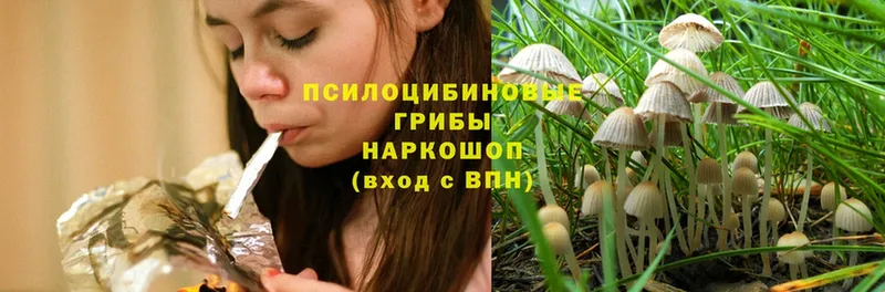 Галлюциногенные грибы Psilocybe  сколько стоит  Горячий Ключ 